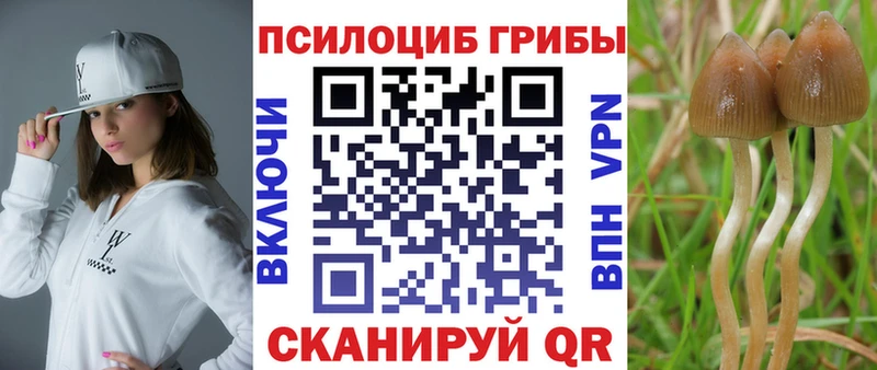 Псилоцибиновые грибы Psilocybe  Кингисепп 